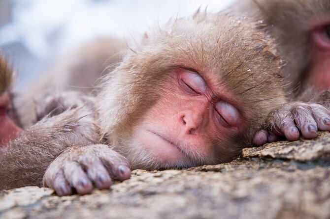 1-Day Snow Monkeys, Zenko-ji Temple & Sake in Nagano - Why this Nagano day works so well