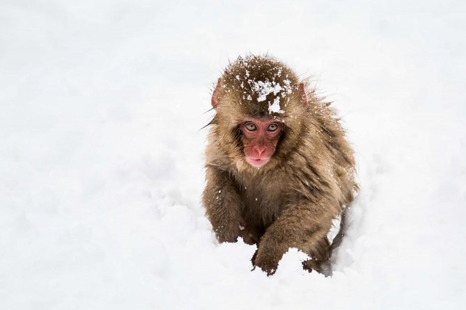 1-Day Snow Monkeys, Zenko-ji Temple & Sake in Nagano - Transport, timing, and the Tokyo connection