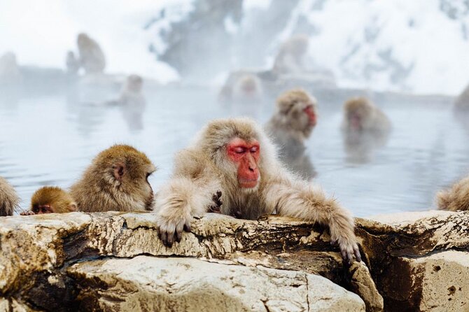 1-Day Snow Monkeys, Zenko-ji Temple & Sake in Nagano - Who should book this tour?