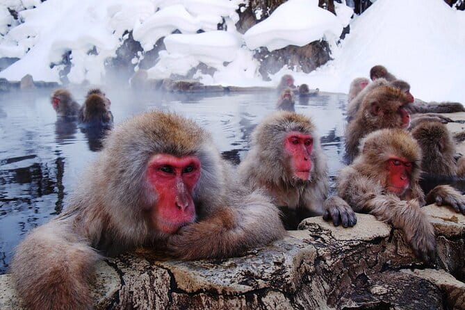 1-Day Winter Tour From Nozawa Onsen: Snow Monkeys, Zenko-ji Temple & Sake - Practical advice for a smoother day
