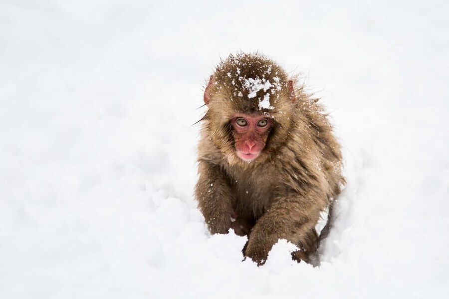From Nozawa Onsen: Snow Monkeys and Zenko-ji Day Trip & Sake - Key points to know before booking