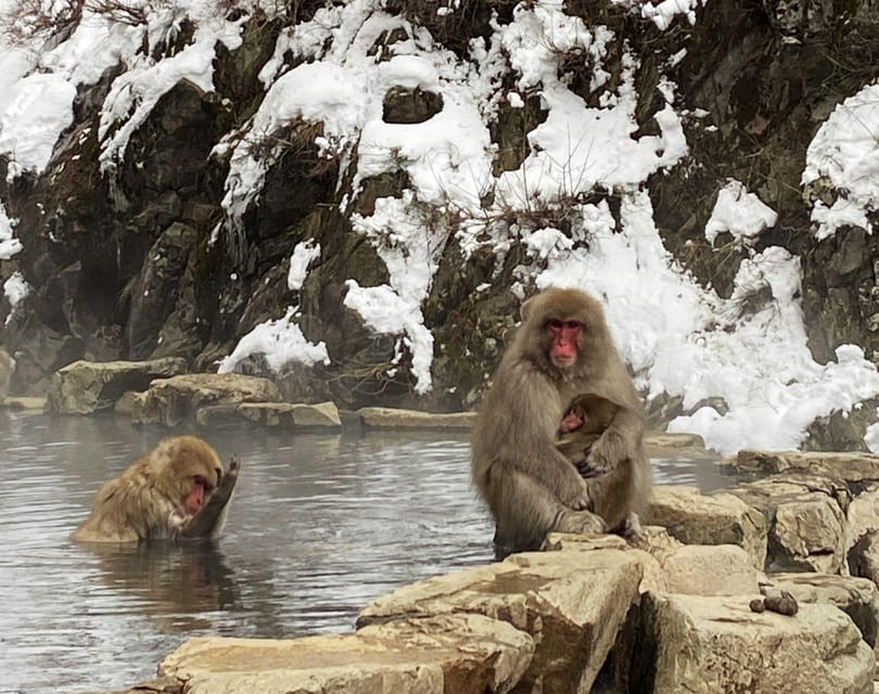 From Nozawa Onsen: Snow Monkeys and Zenko-ji Day Trip & Sake - A warming lunch after the monkeys