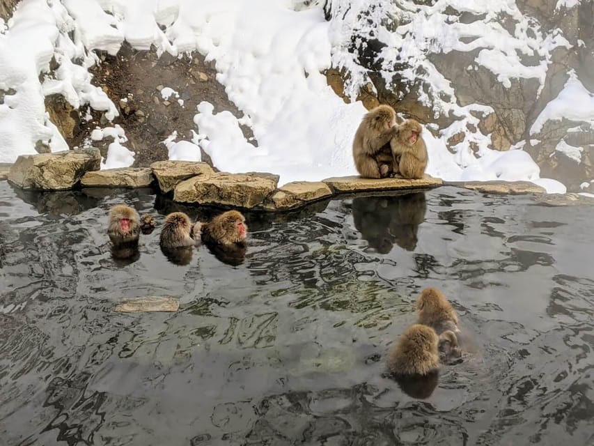 From Nozawa Onsen: Snow Monkeys and Zenko-ji Day Trip & Sake - Who should book this experience?