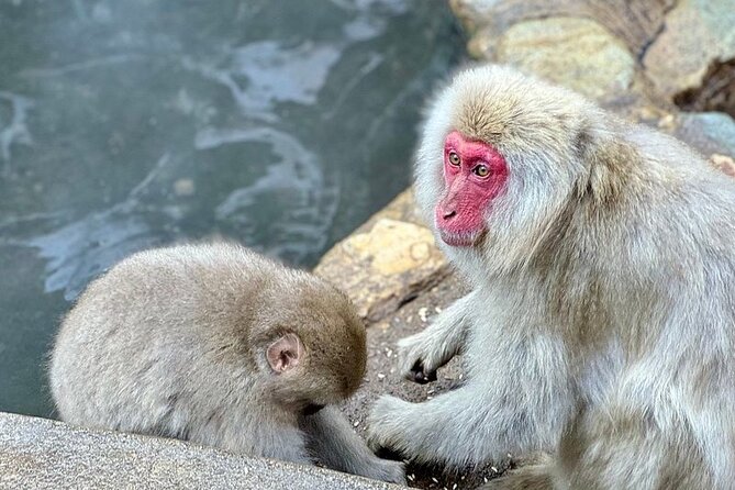 Nagano: Snow Monkey and Zenkoji Temple Free Sake Taste Day Tour - What this long Tokyo day is really like