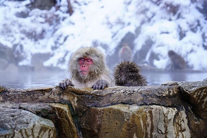 Nagano: Snow Monkey and Zenkoji Temple Free Sake Taste Day Tour - Matsumoto Castle and the itinerary problem