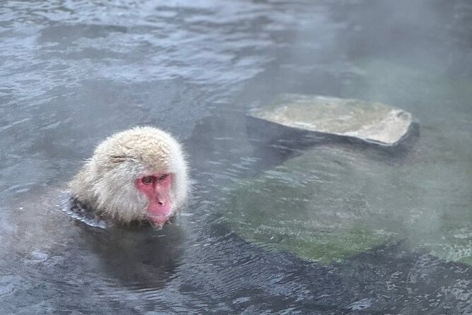 Nagano: Snow Monkey and Zenkoji Temple Free Sake Taste Day Tour - Is $560 good value for your group?