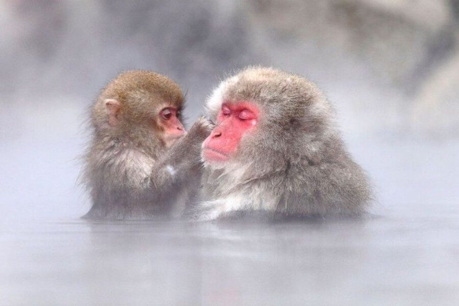 Nagano: Snow Monkeys, Zenkoji Temple & Sake Day Trip - Why this makes a strong Nagano day