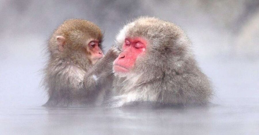Nagano: Snow Monkeys, Zenkoji Temple & Sake Day Trip - Zenkoji Temple: a thoughtful first stop