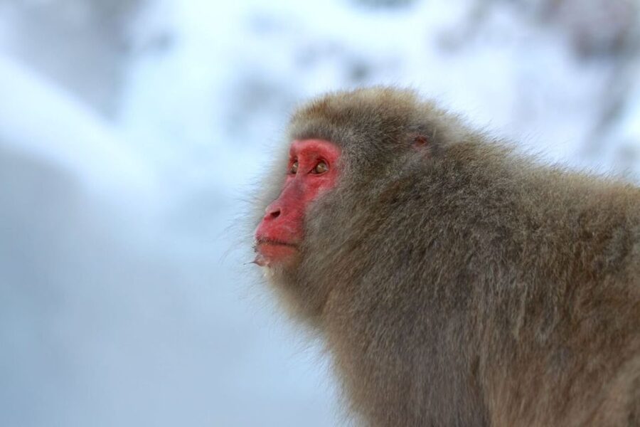 Nagano: Snow Monkeys, Zenkoji Temple & Sake Day Trip - Lunch in the mountains