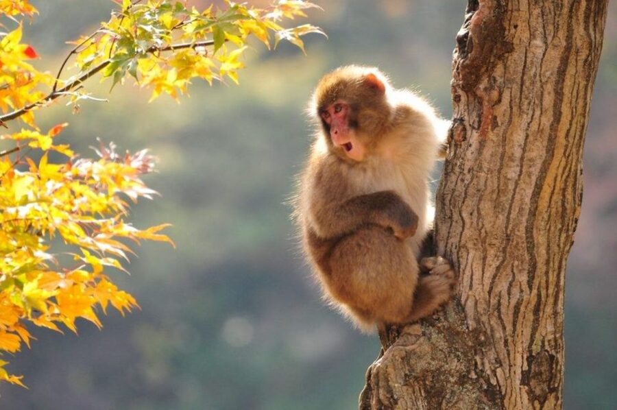 Nagano: Snow Monkeys, Zenkoji Temple & Sake Day Trip - Meeting the Snow Monkeys at Jigokudani