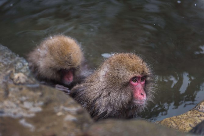 Private Nagano 1-Day Tour:Snow Monkeys,Zenko-ji,Obuse,Sake,Onsen - At a glance: what makes this Nagano day special