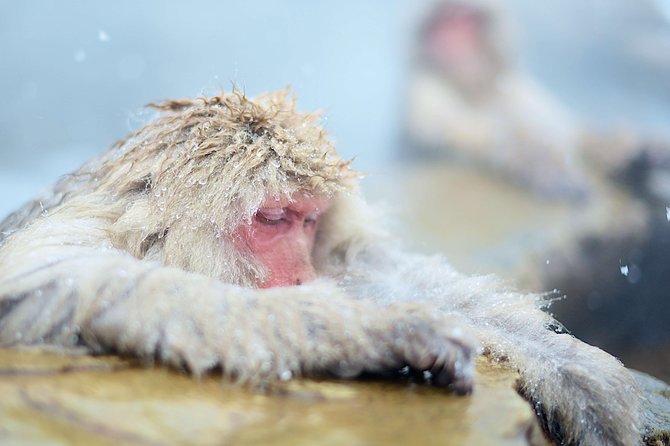 Private Nagano 1-Day Tour:Snow Monkeys,Zenko-ji,Obuse,Sake,Onsen - Obuse for lunch, chestnuts, sake, and a slower pace