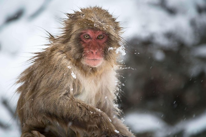 Private Nagano 1-Day Tour:Snow Monkeys,Zenko-ji,Obuse,Sake,Onsen - Transport, timing, and extra costs