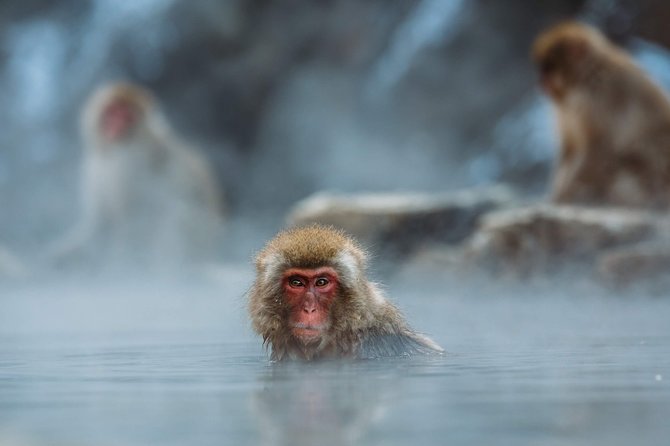 Private Nagano 1-Day Tour:Snow Monkeys,Zenko-ji,Obuse,Sake,Onsen - Is $337.61 per person good value?