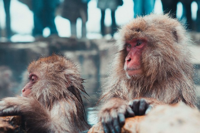 Private Nagano 1-Day Tour:Snow Monkeys,Zenko-ji,Obuse,Sake,Onsen - Jigokudani: the day’s main event