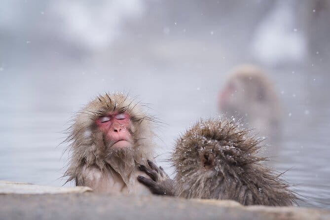 Snow Monkeys, Hokusai & Sake: A Perfect Day in Nagano - Key things to know before booking