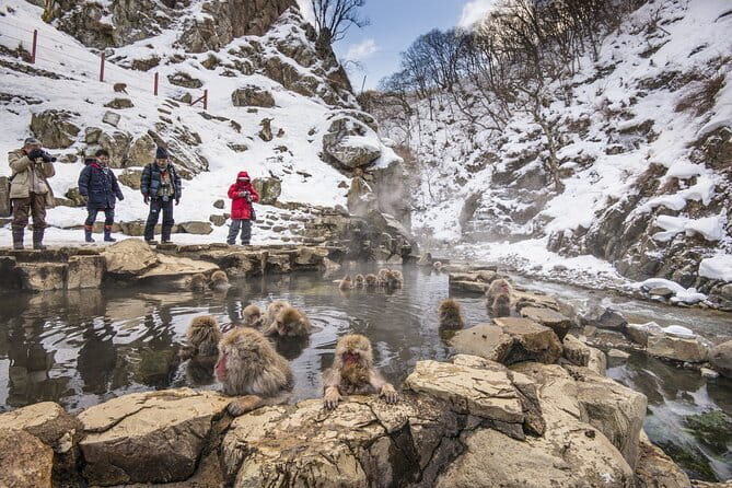 Snow Monkeys, Hokusai & Sake: A Perfect Day in Nagano - Is $162.91 a fair price?
