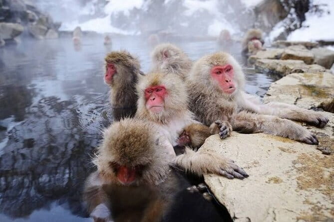 Snow Monkeys Sake Tasting Zenko-ji and Monzen Terrace Lunch - A full Nagano day from station to station