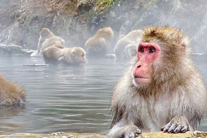 Snow Monkeys Sake Tasting Zenko-ji and Monzen Terrace Lunch - Meeting the macaques at Jigokudani Yaen Koen