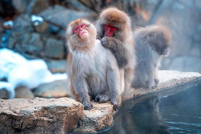 Snow Monkeys Sake Tasting Zenko-ji and Monzen Terrace Lunch - A proper break at Monzen Terrace Enya