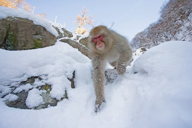 Snow Monkeys Sake Tasting Zenko-ji and Monzen Terrace Lunch - What the private format changes