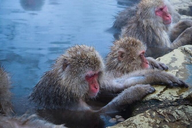 Snow Monkeys Sake Tasting Zenko-ji and Monzen Terrace Lunch - Practical costs and booking cautions